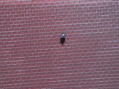 Stenolophus ochropezus