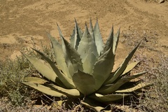 Agave vizcainoensis