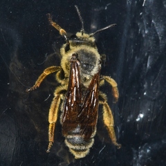 Andrena rudbeckiae