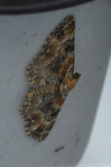 Eupithecia pulchellata