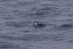 Synthliboramphus scrippsi