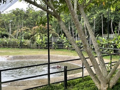 Hippopotamidae