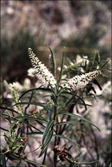 Veronica stenophylla stenophylla