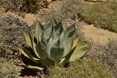 Agave vizcainoensis