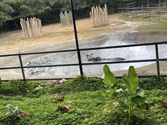 Hippopotamidae