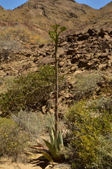 Agave vizcainoensis