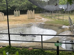 Hippopotamidae
