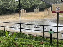 Hippopotamidae