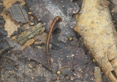 Haemadipsa trimaculosa