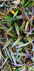 Astelia linearis