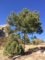 Pinus arizonica