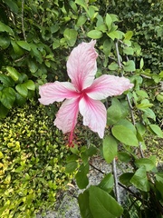 Hibiscus arnottianus