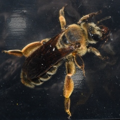 Andrena rudbeckiae
