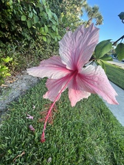 Hibiscus arnottianus