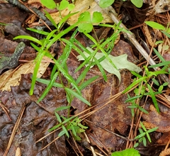 Galium uniflorum