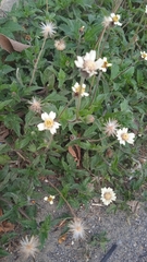 Tridax procumbens