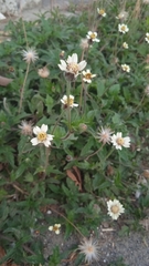 Tridax procumbens