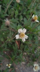 Tridax procumbens