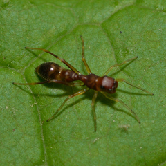 Synemosyna formica