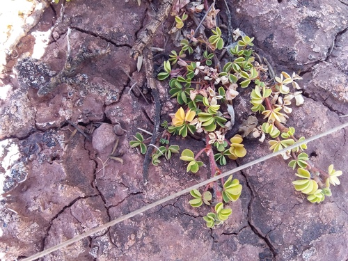 Oxalis bisfracta (Oxalis bisfracta)