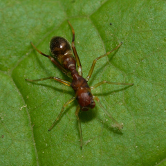 Synemosyna formica