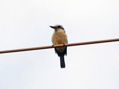 Todiramphus tutus atiu