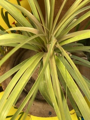 Nolineae