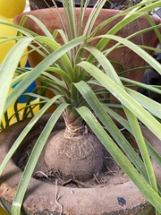 Nolineae