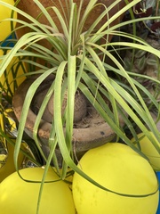Nolineae