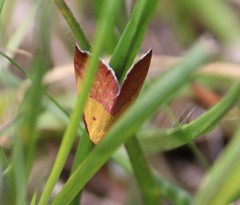 Phytometra rhodarialis