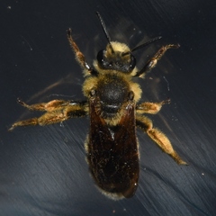 Andrena rudbeckiae