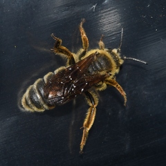 Andrena rudbeckiae