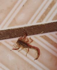 Centruroides limpidus