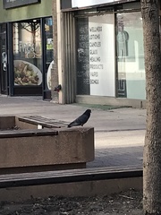 Columba livia domestica