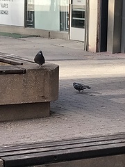 Columba livia domestica