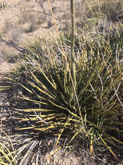 Agave schottii schottii