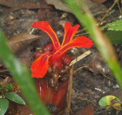 Etlingera