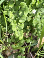 Adiantum jordanii image