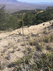 Agave schottii schottii