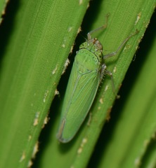 Draeculacephala clypeata
