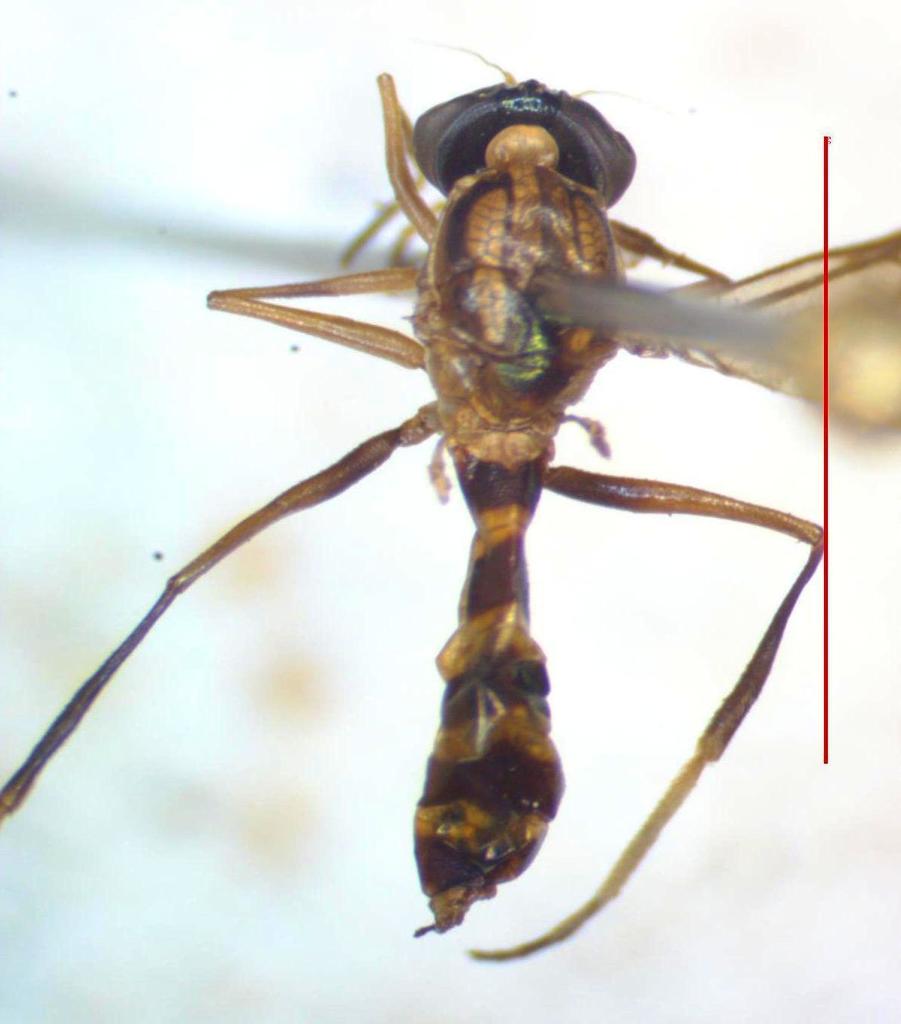 Merosargus pseudolyricus
