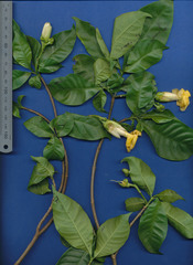 Tabernaemontana donnell-smithii