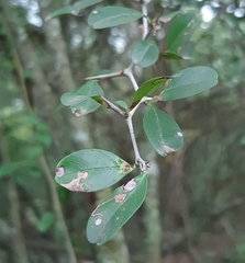 Condalia buxifolia