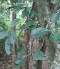 Condalia buxifolia