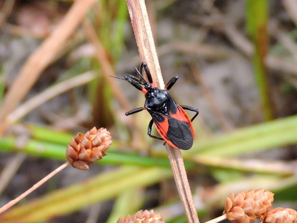 Micrauchenus lineola