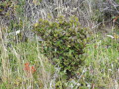 Maytenus magellanica