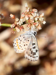 Euphilotes enoptes dammersi