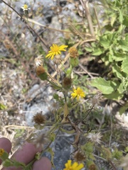 Heterotheca subaxillaris