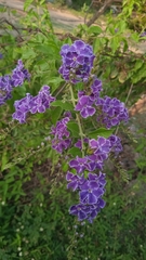 Duranta erecta