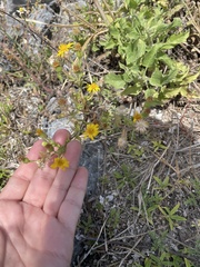 Heterotheca subaxillaris